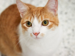 GoodVets Cat At Vet