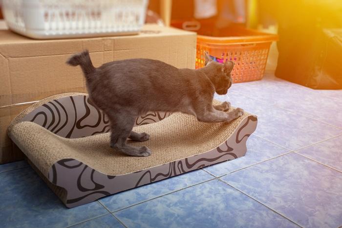 El gato gris se rasca las uñas en un raspador de cartón para gatos