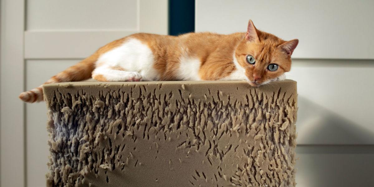 Gato agresivo sentado en un taburete de espuma rasgado
