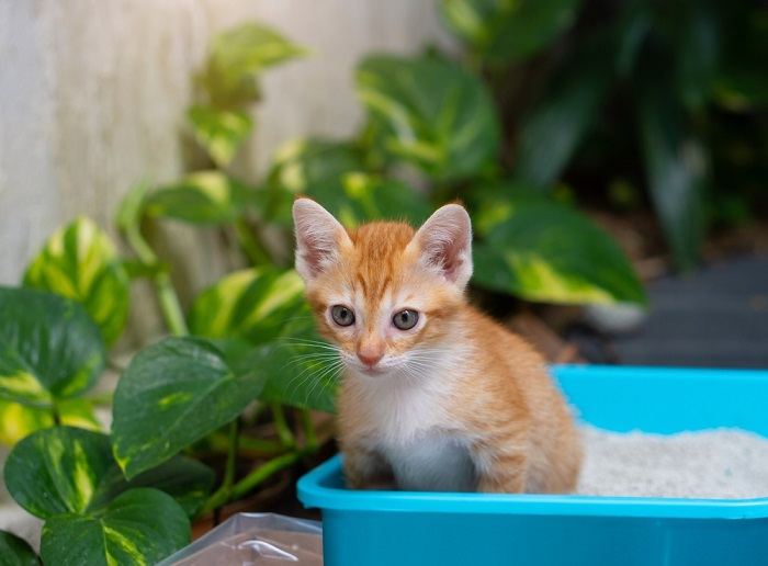 Little orange cat sitting peeing cat on cat litter box