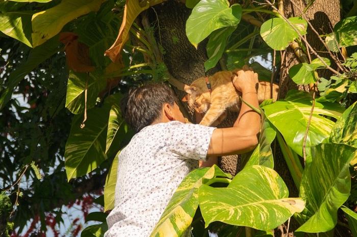 Man rescuing a cat stuck in a tree, showcasing care and assistance