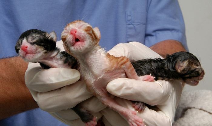 Gatitos recién nacidos después de una cesárea