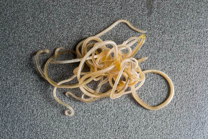 Roundworms from a cat