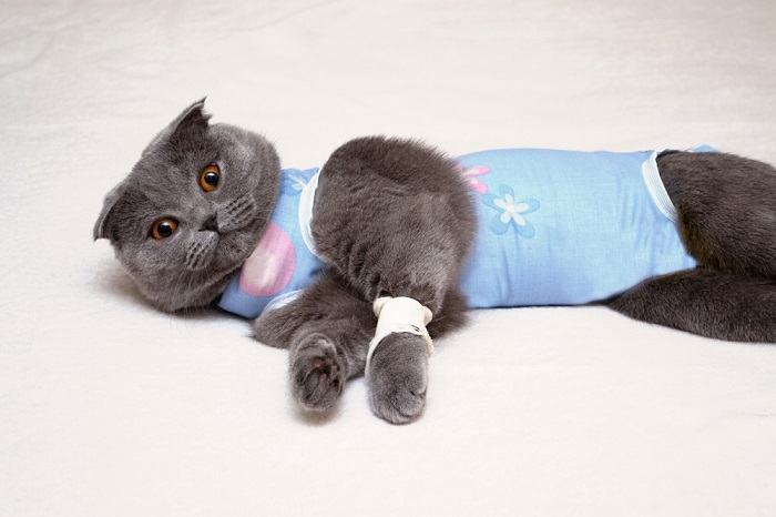 Gato escocés miente después de la cirugía