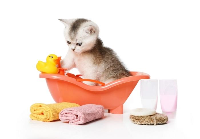 Scottish kitten takes a bath