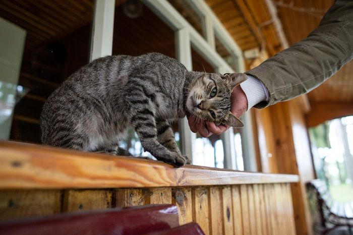 Striped gray cat rubs his head on a man's hand