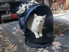 cat carrier