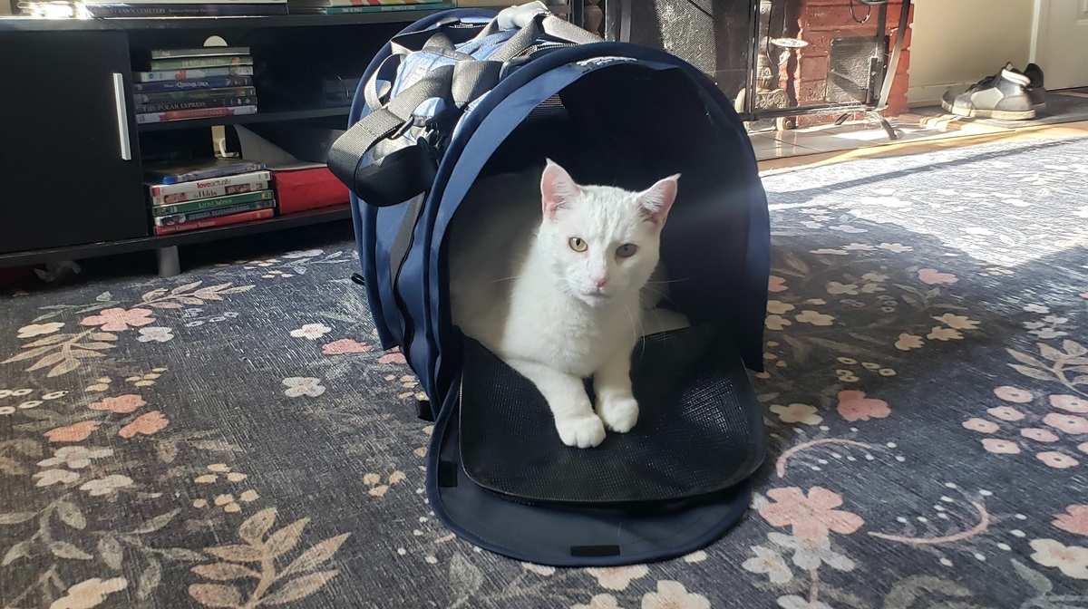 cat carrier