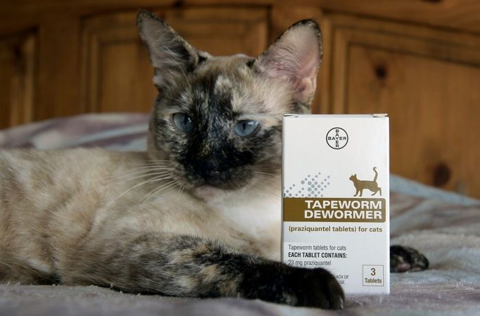Tapeworm dewormer tablets