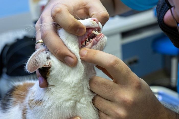 Dentista veterinario mirando las encías rojas e hinchadas de un gato