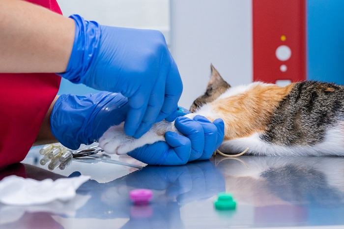 Recolección veterinaria de sangre de un gato.