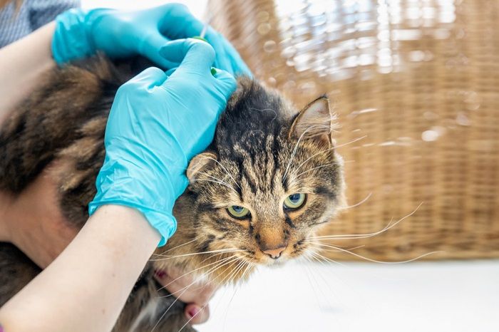 El médico veterinario hace un chequeo de un hermoso gato lindo