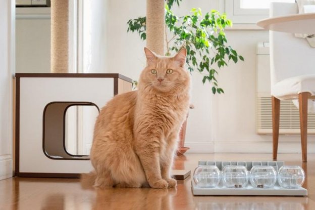 Thumbnail for Healthy Weight Gain Strategies For Feral Cats