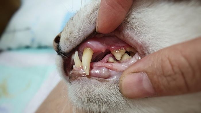  adult cat's mouth