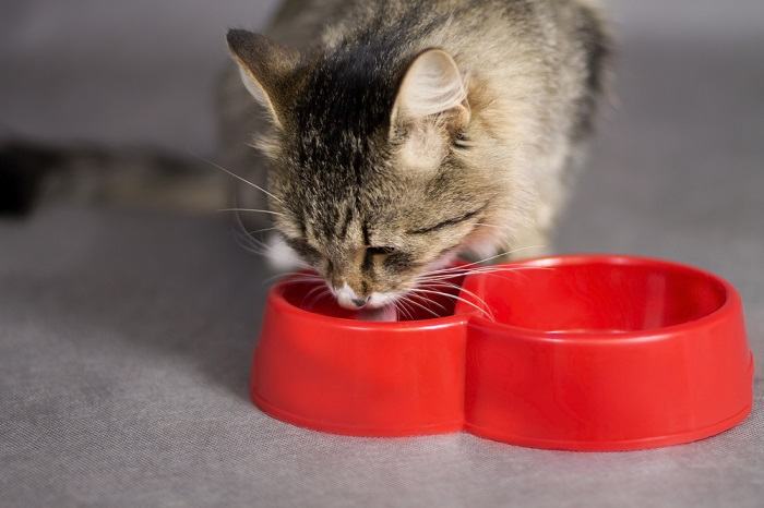 beautiful cat drinking from a bowl