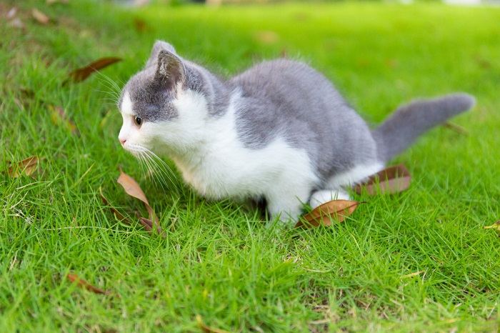 blue-and-white kitten peeing on the grass