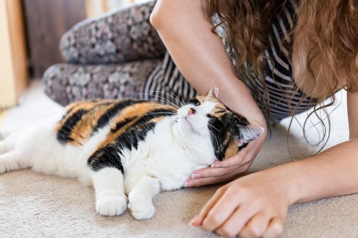 calico cat lying on carpet with owner