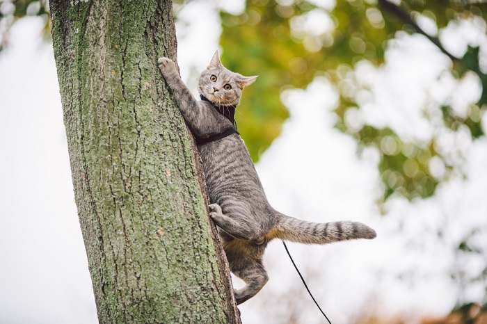 cat climbing tree with harness