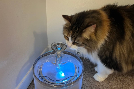 How To Train a Cat To Use a Water Fountain