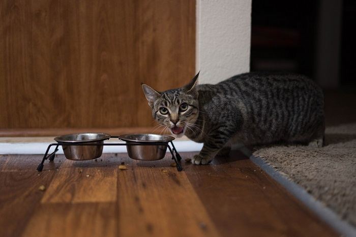 al gato se le cae comida mientras come
