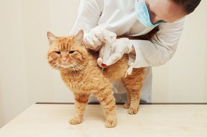 gato durante el examen por un veterinario