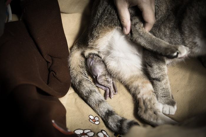 gato dando a luz mostrando gatito en la vagina