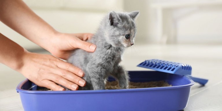 5 Subtle Signs Your Kitten Needs To Pee Or Poop