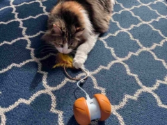 cat playing with cat toy