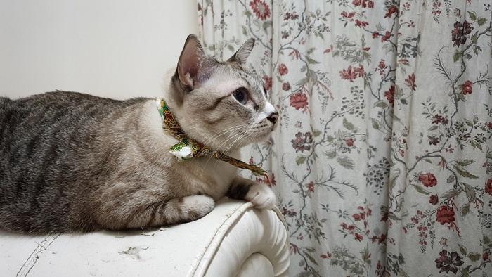 sofá de cuero blanco dañado gato rayado