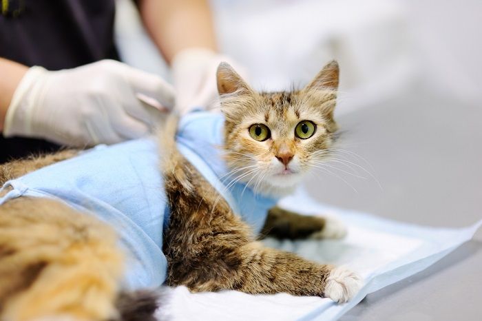 cirugía de gatos