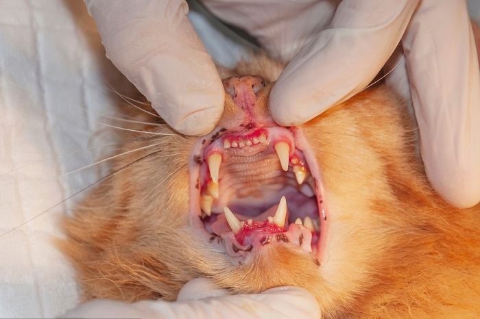    enfermedades de dientes y encías en gatos