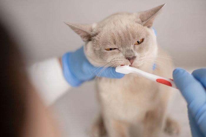 cepillado de dientes de gato