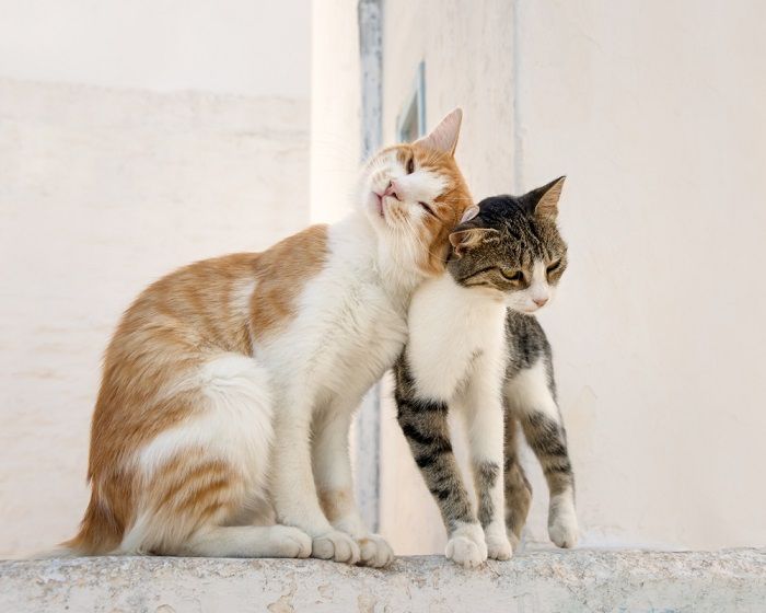     los gatos se frotan la cabeza unos contra otros