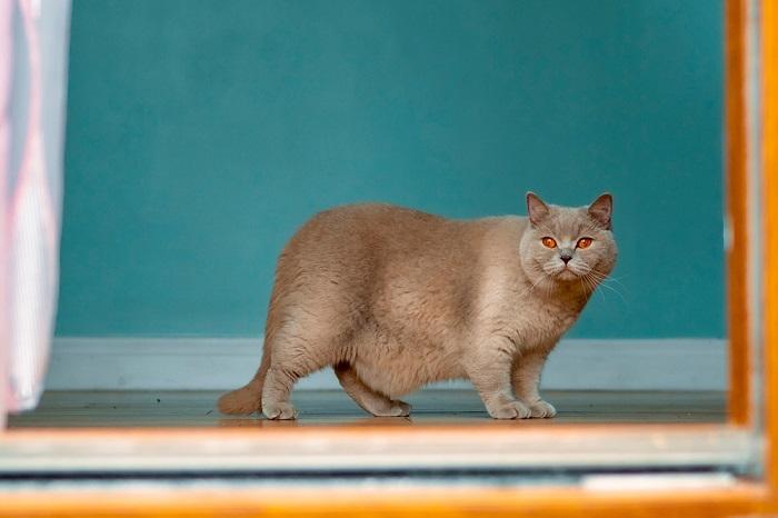 chubby British short hair cat
