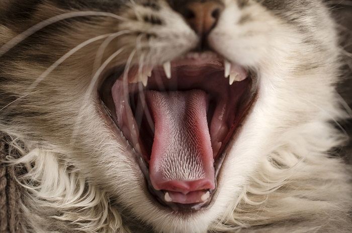 primer plano de la lengua de un gato