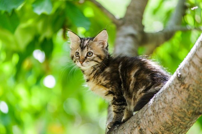 curious kitten cat climbing tree