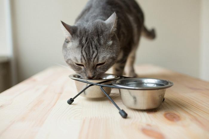 lindo gato gris comiendo de un tazón
