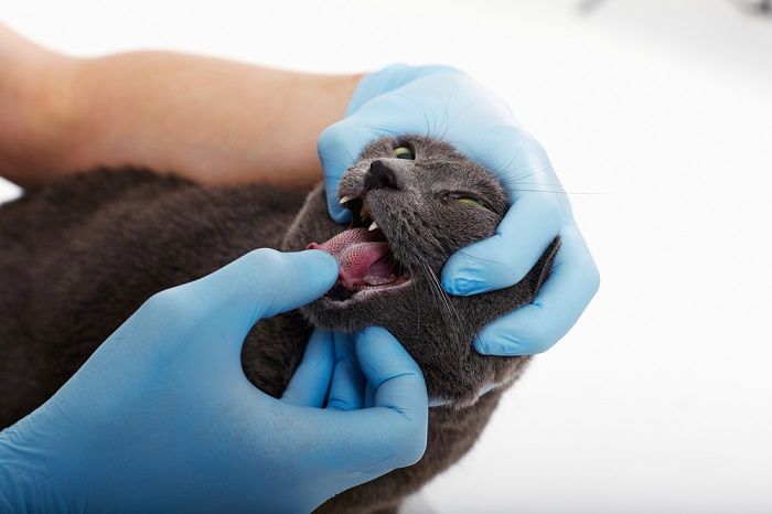 examination of a cat at the vet