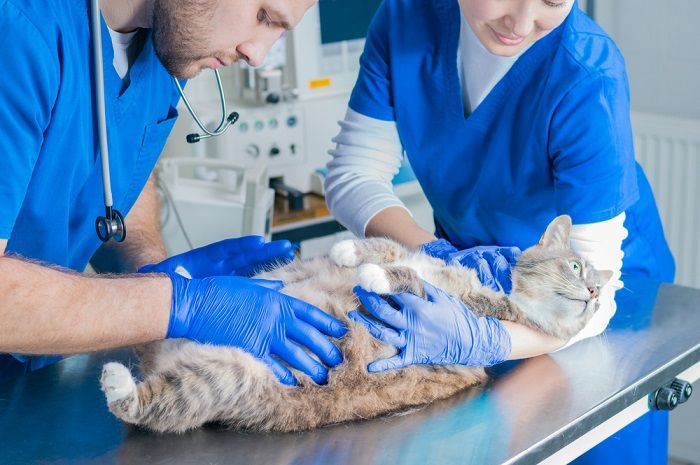 examinando a una gata preñada