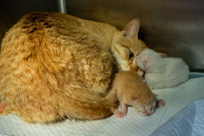 ginger cat after giving birth