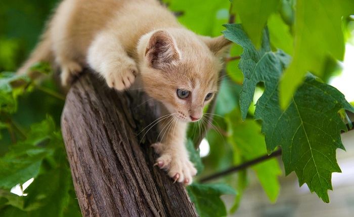 ginger kitten sneaks up on prey on a tree