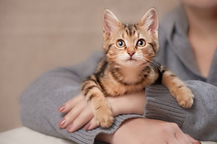 indoor kitten lies on the hands of a woman