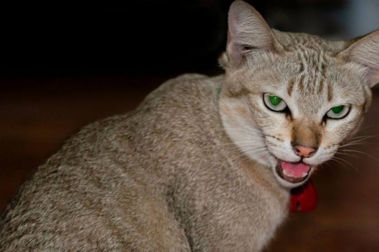 8 Signs of Insecure Cat Behavior and How To Help