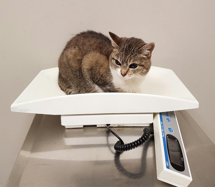 kitten and veterinarian's scale
