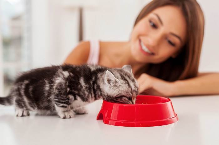 gatito comiendo comida del bol