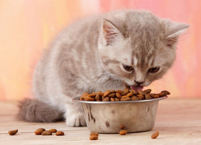 kitten eating