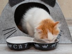 kitten eats food from a bowl