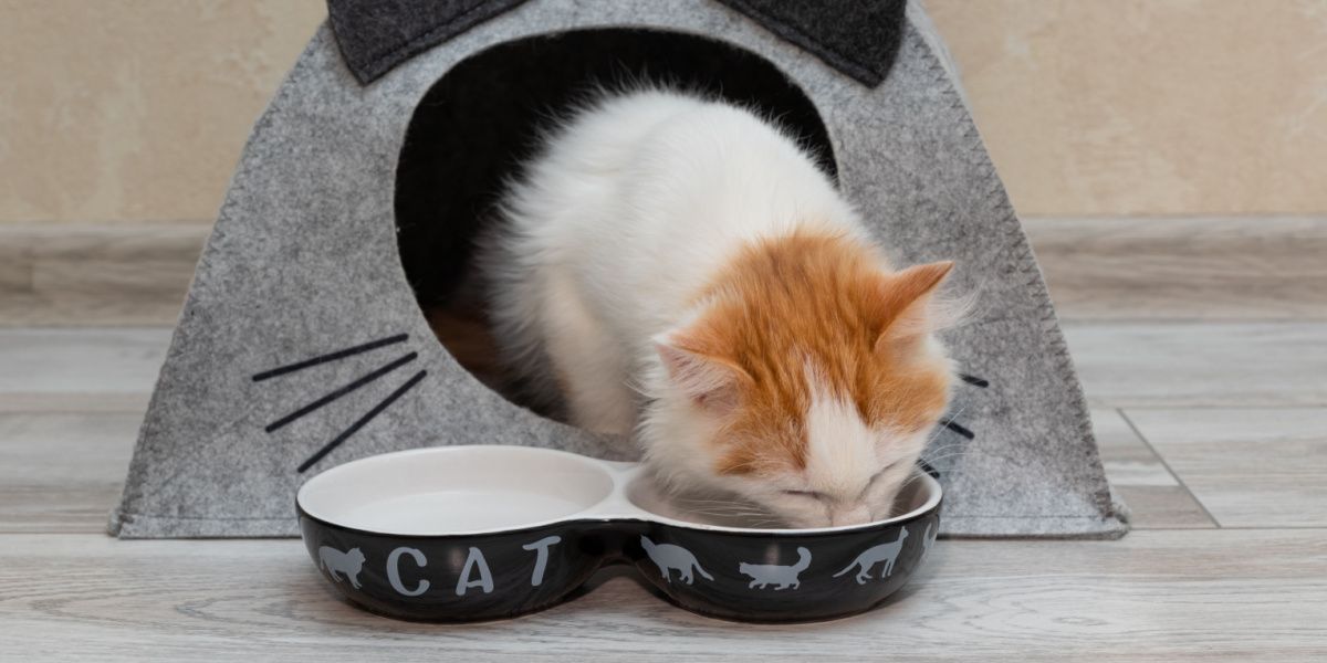 When to start outlet feeding kittens cat food