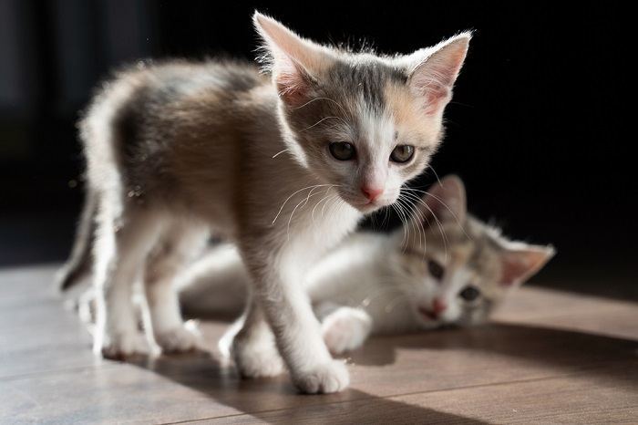 kittens on the wooden floor