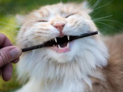 maine coon chewing on stick